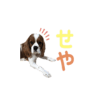 キャバリア 〈そら☁️〉➁（個別スタンプ：5）