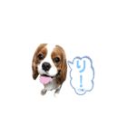 キャバリア 〈そら☁️〉➁（個別スタンプ：6）