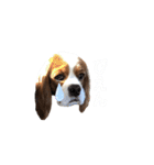 キャバリア 〈そら☁️〉➁（個別スタンプ：7）