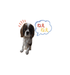 キャバリア 〈そら☁️〉➁（個別スタンプ：8）
