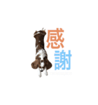 キャバリア 〈そら☁️〉➁（個別スタンプ：10）
