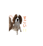 キャバリア 〈そら☁️〉➁（個別スタンプ：15）