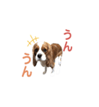 キャバリア 〈そら☁️〉➁（個別スタンプ：16）