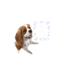 キャバリア 〈そら☁️〉➁（個別スタンプ：18）