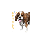 キャバリア 〈そら☁️〉➁（個別スタンプ：19）