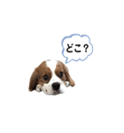 キャバリア 〈そら☁️〉➁（個別スタンプ：21）