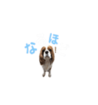 キャバリア 〈そら☁️〉➁（個別スタンプ：22）