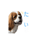 キャバリア 〈そら☁️〉➁（個別スタンプ：26）