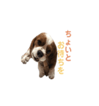 キャバリア 〈そら☁️〉➁（個別スタンプ：29）