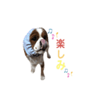キャバリア 〈そら☁️〉➁（個別スタンプ：31）