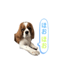 キャバリア 〈そら☁️〉➁（個別スタンプ：32）