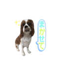 キャバリア 〈そら☁️〉➁（個別スタンプ：33）
