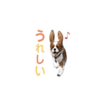 キャバリア 〈そら☁️〉➁（個別スタンプ：34）