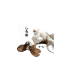 キャバリア 〈そら☁️〉➁（個別スタンプ：35）