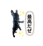 フレンチブルドッグ なると（個別スタンプ：6）