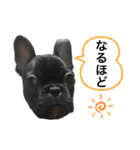 フレンチブルドッグ なると（個別スタンプ：19）