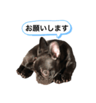 フレンチブルドッグ なると（個別スタンプ：29）