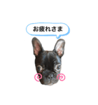 フレンチブルドッグ なると（個別スタンプ：31）