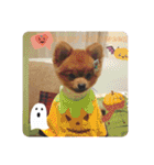 ぽんぴぃ（個別スタンプ：12）