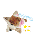 ぽんぴぃ（個別スタンプ：14）