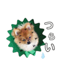 ぽんぴぃ（個別スタンプ：23）