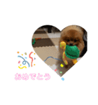 ぽんぴぃ（個別スタンプ：31）