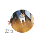 ぽんぴぃ（個別スタンプ：40）