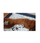 こたのあいさつスタンプ（個別スタンプ：5）