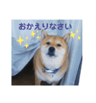 シバココ日和  6（個別スタンプ：1）