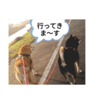 シバココ日和  6（個別スタンプ：4）