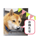 シバココ日和  6（個別スタンプ：7）