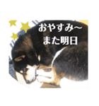 シバココ日和  6（個別スタンプ：11）