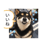 シバココ日和  6（個別スタンプ：18）