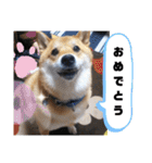 シバココ日和  6（個別スタンプ：21）