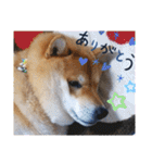 シバココ日和  6（個別スタンプ：22）