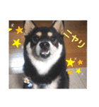 シバココ日和  6（個別スタンプ：24）