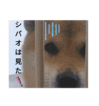 シバココ日和  6（個別スタンプ：32）