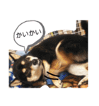 シバココ日和  6（個別スタンプ：35）