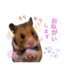 きままなリアルハムスター ひまの日常（個別スタンプ：1）