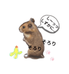 きままなリアルハムスター ひまの日常（個別スタンプ：5）