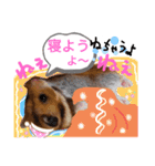 きままなリアルハムスター ひまの日常（個別スタンプ：13）