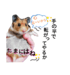 きままなリアルハムスター ひまの日常（個別スタンプ：16）