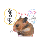 きままなリアルハムスター ひまの日常（個別スタンプ：18）