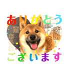 柴犬  豆之進 日常STAMP★【関西弁】其の二（個別スタンプ：1）