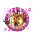 柴犬  豆之進 日常STAMP★【関西弁】其の二（個別スタンプ：2）