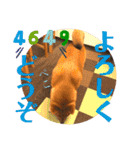 柴犬  豆之進 日常STAMP★【関西弁】其の二（個別スタンプ：3）