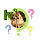 柴犬  豆之進 日常STAMP★【関西弁】其の二（個別スタンプ：4）