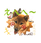 柴犬  豆之進 日常STAMP★【関西弁】其の二（個別スタンプ：6）