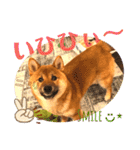 柴犬  豆之進 日常STAMP★【関西弁】其の二（個別スタンプ：7）