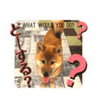 柴犬  豆之進 日常STAMP★【関西弁】其の二（個別スタンプ：8）